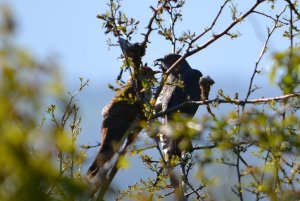 common cuckoo