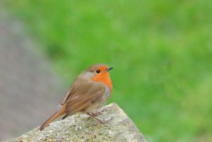 European Robin