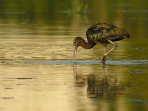 Glossy Ibis