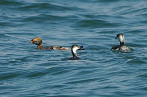 Horned grebes