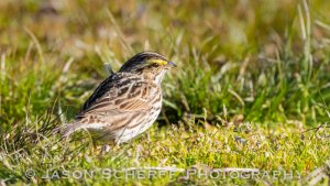 Savannah sparrow