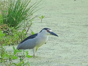 Black-crowned Night-Heron