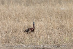 Glossy Ibis