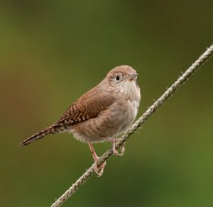 House Wren