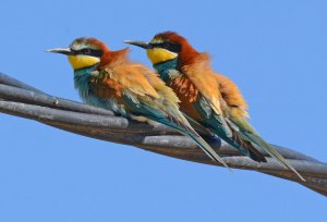 European Bee-eaters