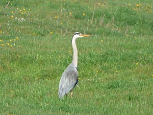 Grey Heron