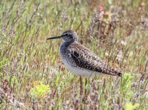 Wood Sandpiper