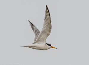 Little Tern