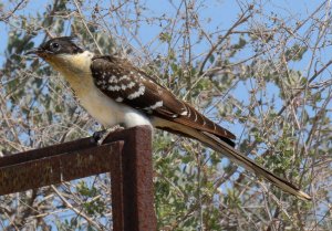 Great Spotted Cuckoo