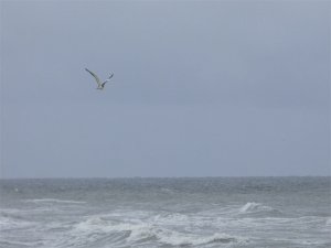 Surfing the blue