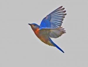 Eastern Bluebird in flight.