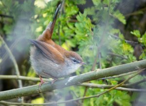 Cetti's Warbler