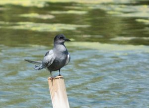 Black Tern