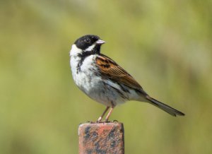 Reed Bunting