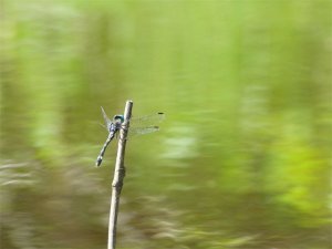 Amazonian Dragonfly