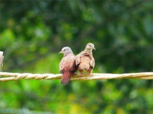 Ruddy Ground Doves Cuddling