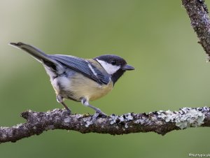 Great Tit