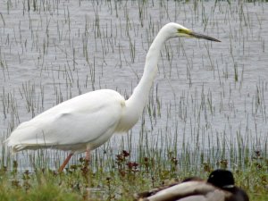 great white egret