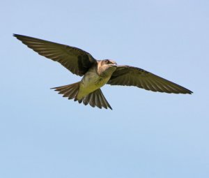 Purple Martin in Flight.