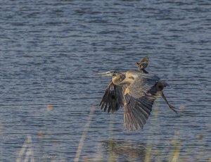 Great Blue Heron and Friend
