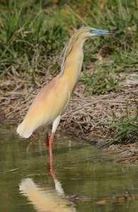 Squacco Heron