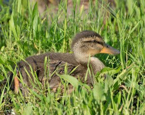 Splendor in the Grass.