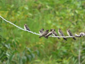 How many birds can fit on the line?