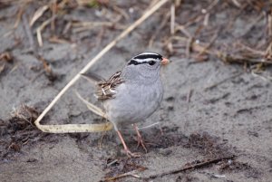 White-crowned Sparrow