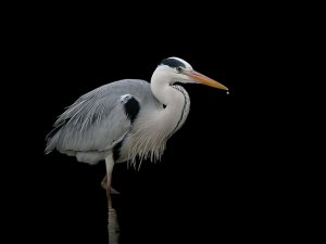 Grey Heron