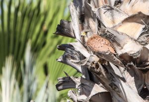 Common Kestrel