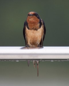 Male barn swallow