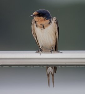 Female barn swallow