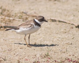 Semipalmated plover