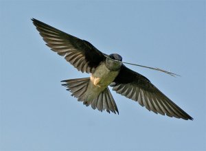 Purple Martin with Nesting Material.