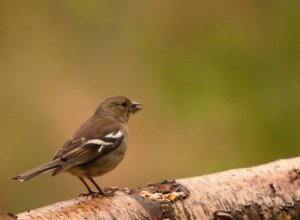 Female Chaffinch (?)