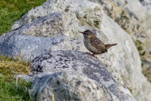 St. Kilda wren