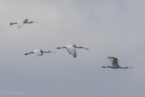 Spoonbills at Saltholme