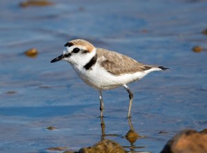 Kentish Plover