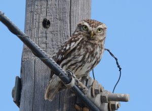 Little Owl