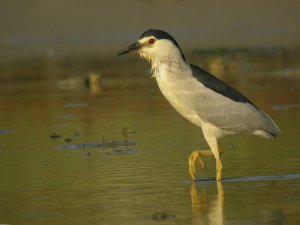 Night Heron