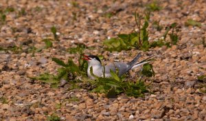 Common Tern