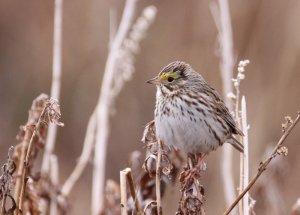 Savannah Sparrow