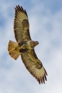 Common Buzzard