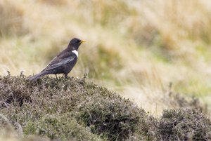 Male Ring Ouzel