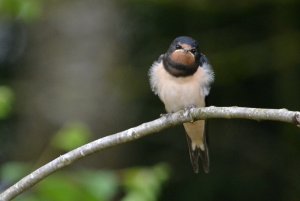 The new generation, barn swallow