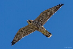Flying Falcon Fledgling