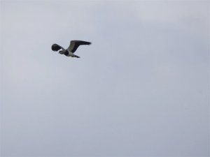 Flight of the Lapwing