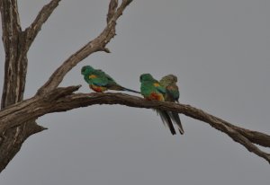 Mulga Parrots