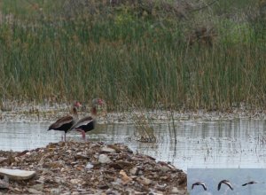 Black-bellied Whistling Ducks