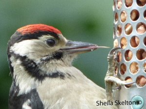 Young Woodpecker